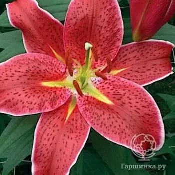 Лилия Индиана восточная/2шт