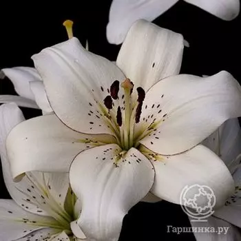 Лилия Элайнер ЛА-гибрид