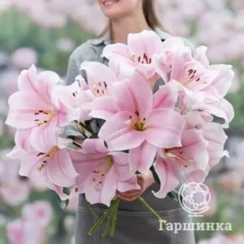 Лилия Кали ЛА-гибрид