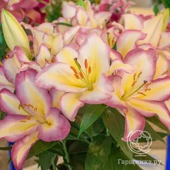 Лилия Капитан Триколор восточная