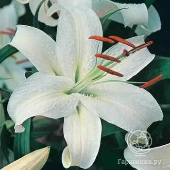 Лилия Каса Бланка восточная