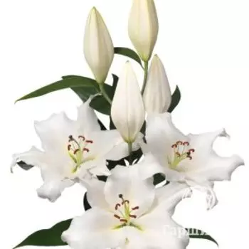 Лилия Кастелани восточная