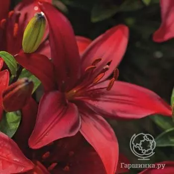 Лилия Каволи азиатская низкорослая /2шт