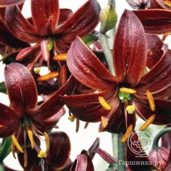 Лилия Клод Шрайд кудреватая 1шт