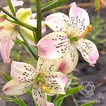 Лилия Корсейдж тигровая /2 шт