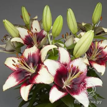 Лилия Куритиба азиатская низкорослая /2шт