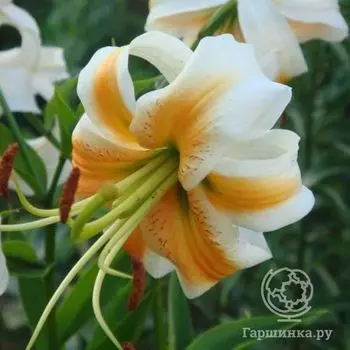 Лилия Леди Элис тигровая