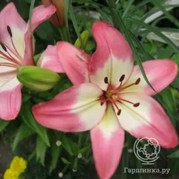 Лилия Леви азиатская