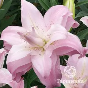 Лилия Лотус Квин восточная махровая