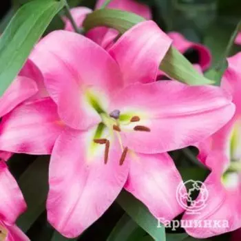 Лилия Мальдано ОТ-гибрид