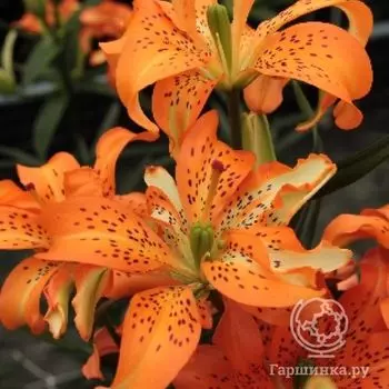 Лилия Маст Си азиатская махровая 1шт