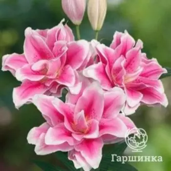 Лилия Микаэла восточная розовидная