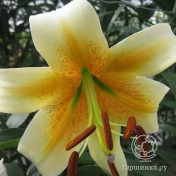 Лилия Мистер Кас ОТ-гибрид