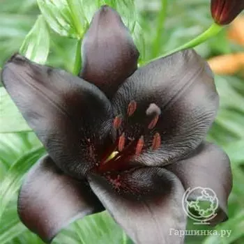 Лилия Найт Райдер азиатская