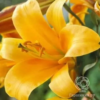 Лилия Оранж Планет трубчатая