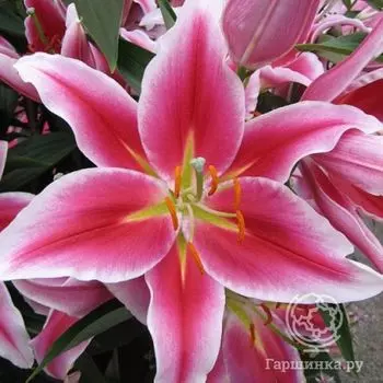 Лилия Парадеро восточная/2шт