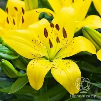 Лилия Перл Мелани