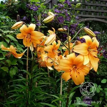 Лилия Перл Стейси /2шт