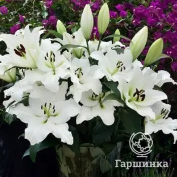 Лилия Петакас ОТ-гибрид