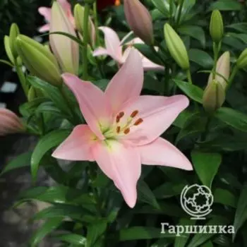 Лилия Пигаль ЛА-гибрид