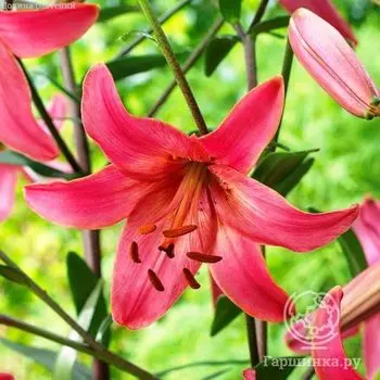 Лилия Пинк Флайт азиатская