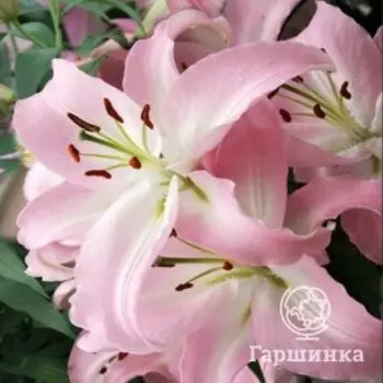 Лилия Пинк Ньюс восточная