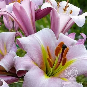 Лилия Пинк Планет трубчатая