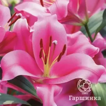 Лилия Пиннакл ОТ-гибрид