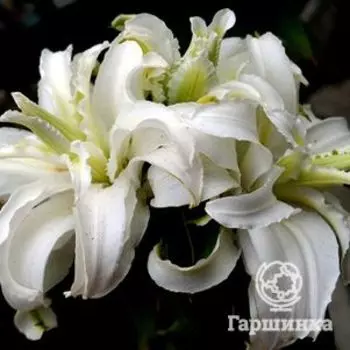 Лилия Полар Стар восточная махровая