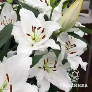 Лилия Премиум Блонд восточная