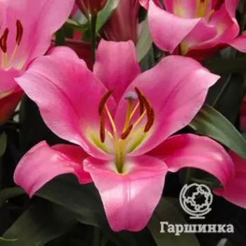 Лилия Профундо ОТ-гибрид