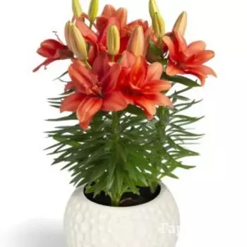 Лилия Пура Амор азиатская махровая