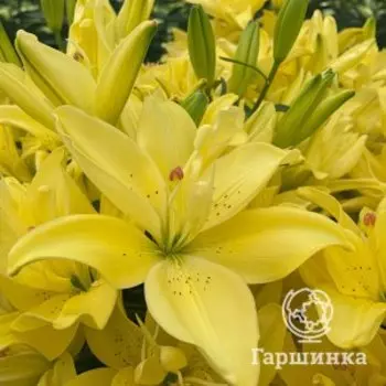 Лилия Пура Луна азиатская махровая