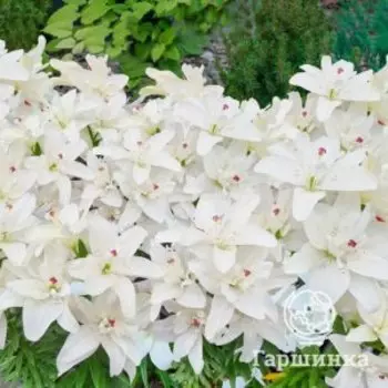 Лилия Пура Пуро азиатская махровая