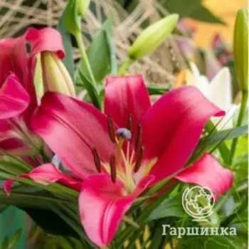 Лилия Ред Дезайр ОТ-гибрид