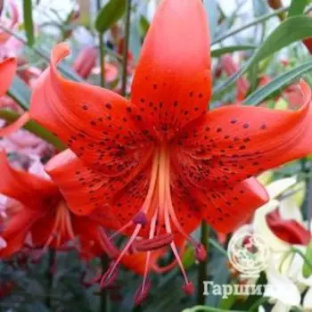 Лилия Ред Лайф тигровая