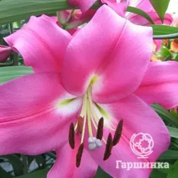 Лилия Робина ОТ-гибрид