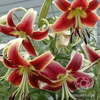 Лилия Шахерезада ОТ-гибрид