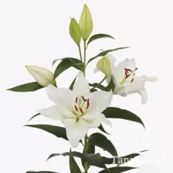 Лилия Сильверсайд восточная