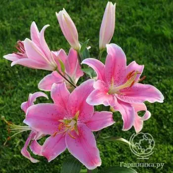 Лилия Сорбон восточная