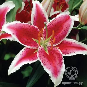 Лилия Старфайтер восточная