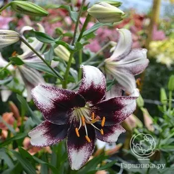 Лилия Стракьятелла Евент азиатская