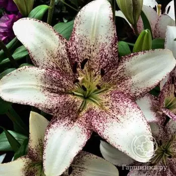 Лилия Свит Заника ЛА-гибрид