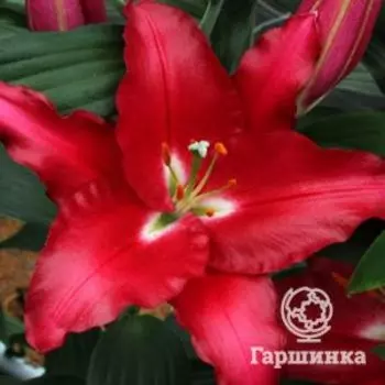 Лилия Тачстоун ОТ-гибрид