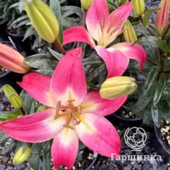 Лилия Тайни Даймонд азиатская