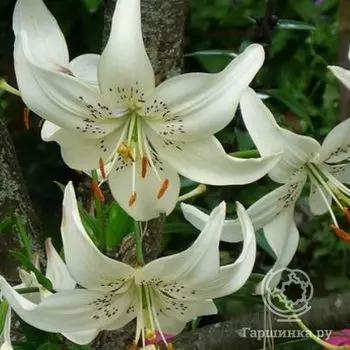Лилия Вайт Твинкл азиатская/2шт