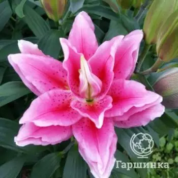 Лилия Виола восточная махровая