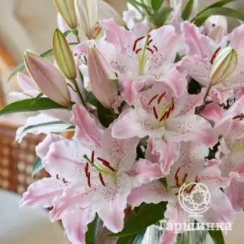 Лилия Виртуозо восточная