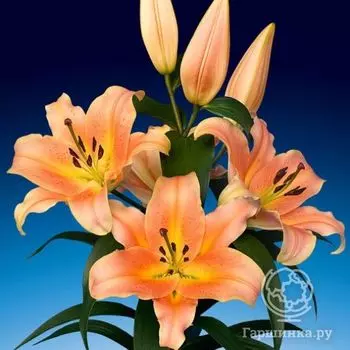 Лилия Зельмира ОТ-гибрид