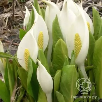 Лизихитон камчатский